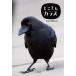to...kalas/BIRDER редактирование часть 