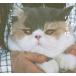 chichi. кошка. Haku ../ цент chihiro*chichi