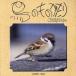  птица. было использовано ...Chatty Birds/. внутри ..