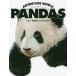 ADVENTURE WORLD PANDAS Hello ... Panda Family / маленький . тысяч один ./ средний рисовое поле ..