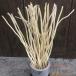  диффузор палочка 25cm 100 шт. комплект ротанг палочка .. ветка производства zonchi- натуральное дерево бездымный aroma Sera pi- легкий в использовании применение широкий . удобный практический удобный 