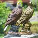  Mr. Eagle ястреб .ta кожа si украшение kalas.szme и т.п.. дикая птица . эффект величайший zonchi- птицы и звери удаление птица ... птица вредитель меры орнамент ...mkdoli веранда 