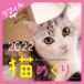 シーオーツー 猫めくりの画像