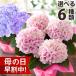  скидка за ранний заказ осуществляется! День матери 2026 подарок .... цветок подарок растение в горшке гортензия 4 номер цветочный горшок горшок .... фиолетовый . цветок горшок цветок бесплатная доставка Event подарок R отметка использование 