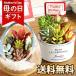  Mother's Day 2024 present flower gift succulent plant .... decorative plant free shipping Event gift K6