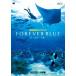  four ever голубой ( wonder жизнь специальный Wii nintendo официальный путеводитель )