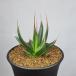  агава *pe low naek сеть для рыбы балка 9cm горшок 