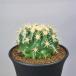 ekinokaktas*gru Sony короткий . золотой .9cm горшок 
