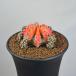 gimnokalikium*mruchi цвет ( красный серия B) 9cm горшок 