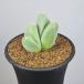 gibaeum*tispa- нет соотношение шар 7.5cm горшок 