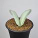  Kei lidopsis*pekyuli Alice sho .7.5cm горшок 