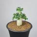 atenium* лев лист ala корзина для рыбы m( реальный сырой ) 7.5cm горшок 