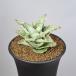  солнечный sebe задний * snow хлопья 9cm горшок 