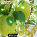 la Франция .. для бесплатная доставка [ Yamagata префектура производство запад груша selection la* Франция 3.2kg]8-9 шар (4L-5L) несессер входить [* прямая поставка от производителя поэтому другой товар .. включение в покупку не возможно ]