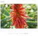 [�V�i]SONY �\�j�[ FE 40mm F2.5G  SEL40F25G �֘A�摜5