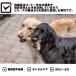 ���p�������� �R�[�q�[�E�b�h ���^�� ���ނ������� �V�R�f�� �i�`������ ���Y���J�t�F�C���t���[ �f���^���P�A �X�g���X���� ��v������ ������ ���� �������� �֘A�摜5