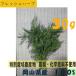  dill i non do special cultivation agriculture production thing herb west Japan Okayama prefecture production . vegetable 