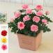  мини роза растение в горшке подарок красный желтый розовый .... день рождения праздник . цветок 4 сезон .. eko ro* квадратное 