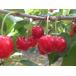  Yamanashi prefecture production cherry . preeminence .1kg rose box .. preeminence goods 2L size and more 