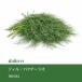  кориандр lao20g Thai производство укроп 