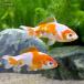 ( domestic production goldfish ).. Japanese wakin three tail ~ four . tail (3 pcs )