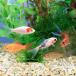 ( domestic production goldfish ) Japanese wakin Mix color designation less (5 pcs )