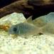 ( тропическая рыба ) Corydoras * темно синий ko roll ( wild )(5 шт ) Hokkaido авиапочта необходимо теплоизоляция 