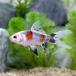 ( domestic production goldfish ) metallic . writing gold (3 pcs )