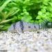 ( тропическая рыба ) Corydoras sp.bo колено ta( wild )(1 шт ) Okinawa доставка отдельно Hokkaido авиапочта необходимо теплоизоляция 