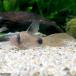 ( тропическая рыба ) Corydoras * Panda длинный ласты (3 шт ) Hokkaido * Kyushu авиапочта необходимо теплоизоляция 
