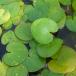 （ビオトープ）水辺植物　トチカガミ（１株）　浮葉植物