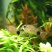 ( тропическая рыба ) Corydoras *ka ude .makyula-tas( bleed )(3 шт ) Hokkaido авиапочта необходимо теплоизоляция 