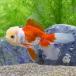 ( domestic production goldfish ). rice field Holland Lion Mask ..(1 pcs )