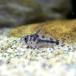 ( тропическая рыба ) Corydoras *boesema колено ( bleed )(1 шт ) Okinawa доставка отдельно Hokkaido * Kyushu авиапочта необходимо теплоизоляция 