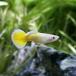 ( тропическая рыба ) ананас * Guppy ( иностранного производства )(3 пара ) Hokkaido авиапочта необходимо теплоизоляция 