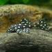 ( тропическая рыба ) Dragon Star * Crown Plecostomus ( bleed )(1 шт ) Hokkaido авиапочта необходимо теплоизоляция 
