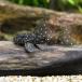 ( тропическая рыба ) Star * Crown Plecostomus to kanchi ns( wild )(1 шт ) Hokkaido * Kyushu авиапочта необходимо теплоизоляция 