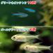 ( тропическая рыба ) зеленый neon Tetra (10 шт )+ золотой *pli Stella (6 шт ) Hokkaido авиапочта необходимо теплоизоляция 