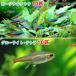 ( тропическая рыба ) машина jinaru Tetra ( wild )(10 шт )+g Rollei to* Tetra (10 шт ) Hokkaido * Kyushu авиапочта необходимо теплоизоляция 