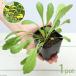 ( decorative plant ) pet leaf tongue popo3 number ( less pesticide )(1 pot )..... seedling ... bird likgame bite 