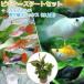( тропическая рыба )( водоросли ) начинающий старт комплект иностранного производства Mix Guppy (3 пара )+ Mix ba Rune mo- Lee (4 шт ) Hokkaido * Kyushu авиапочта необходимо теплоизоляция 
