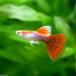 ( тропическая рыба ) золотой красный хвост * Guppy ( местного производства Guppy )(1 пара ) Hokkaido * Kyushu авиапочта необходимо теплоизоляция 