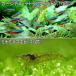 ( тропическая рыба ) машина jinaru Tetra ( wild )(10 шт ) +mi Nami пресноводная креветка (10 шт ) Hokkaido * Kyushu авиапочта необходимо теплоизоляция 