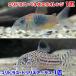 ( тропическая рыба ) Corydoras *benezela orange (1 шт ) + Corydoras *toli Linea -tas( bleed )(1 шт )( итого 2 шт ) Hokkaido авиапочта необходимо теплоизоляция 