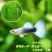 ( тропическая рыба )( водоросли ) Германия желтый смокинг * Guppy ( местного производства Guppy )(1 пара )+matsumo(3шт.@) Hokkaido авиапочта необходимо теплоизоляция 
