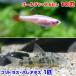 ( тропическая рыба ) золотой красный филе (10 шт )+ Corydoras *pa редкость tas(1 шт ) Hokkaido * Kyushu авиапочта необходимо теплоизоляция 