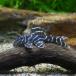 ( тропическая рыба ) Black Tiger * Plecostomus ( wild )(1 шт ) Hokkaido авиапочта необходимо теплоизоляция 