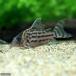 ( тропическая рыба ) Corydoras * белый ласты ( wild )(1 шт ) Hokkaido * Kyushu авиапочта необходимо теплоизоляция 