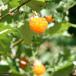 ( fields and mountains grass )momiji strawberry (. leaf . tree .)3 number (1 pot )