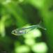 ( тропическая рыба ) crystal * Rainbow Tetra ( wild )(1 шт ) Hokkaido авиапочта необходимо теплоизоляция 
